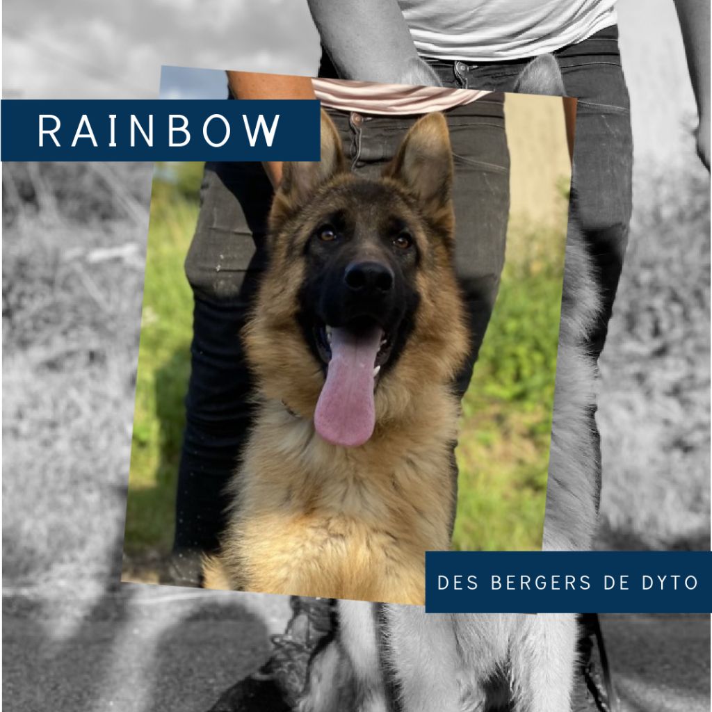 Rainbow des bergers de dyto