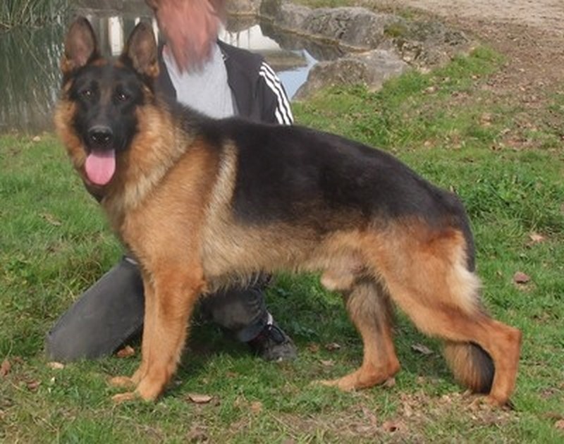 Amar des bergers de dyto